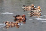 Southern Pochard and Yellow-billed Pintail