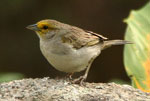Yellow-browned Sparrow
