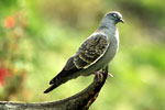 Spot-Winged Pigeon