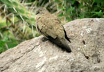 Black-Winged Ground-Dove