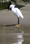 Snowy Egret - Garcita Blanca