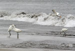 Snowy Egret - Garcita Blanca