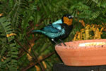 Silver-backed Tanager