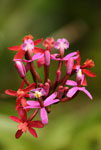 Wiay Wayna Machu Picchu Orchid