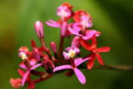 Wiay Wayna Machu Picchu Orchid