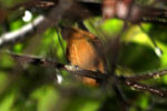 Orange-crowned Manakin
