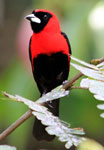 Masked Crimson Tanager 