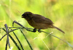 Chesnut-bellied Seedeater