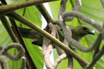 Palm Tanager 