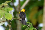 Oriole Blackbird