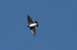 Andean Swallow - Golondrina Andina