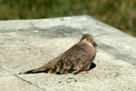 Bare-faced Ground-Dove - Tortolita Moteada