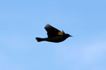 Yellow-winged Blackbird - Tordo Aliamarilla