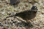 Rufous-collared Sparrow - Gorrin Cuellirrufo
