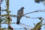 Spot-winged Pigeon - Paloma Alimoteada