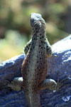 Galapagos Lava Lizard