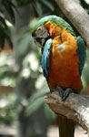 Blue-and-Yellow Macaw - Tambopata bird