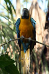Blue-and-Yellow Macaw - Tambopata bird
