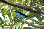 Paradise Tanager - Tambopata bird
