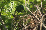 Blue Dacnis - Tambopata bird