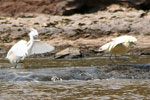 Snowy Egret and Capped Heron