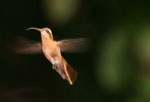 Long-Tailed Hermit