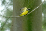 Black-crested Warbler