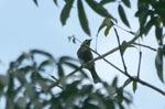 Common Thornbird