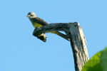 Gray-hooded Bush-Tanager
