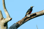 Yellow-tufted Woodpecker