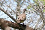 West Peruvian Dove