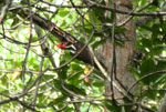 Guayaquil Woodpecker