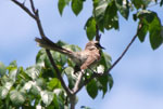 Long-tailed Mockingbird