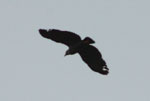 Slender-billed Kite