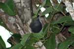Palm Tanager - Tambopata bird