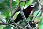 Silver-beaked Tanager - Tambopata bird