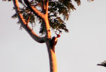 Crimson-crested Woodpecker