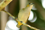 Golden-bellied Euphonia or White-lored Euphonia