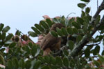 BIRDS IN SACRED VALLEY - CUZCO