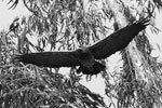 Black-chested Buzzard-Eagle (black & white picture)