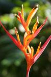 Heliconia Flower