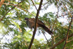 BIRD IN TAMBOPATA