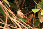 BIRD IN TAMBOPATA