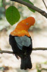 ENDEMIC BIRD TO PERU