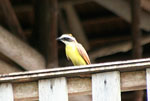 AMAZON BIRDS - IQUITOS