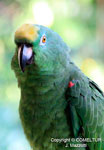 AMAZON BIRDS