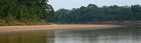 Amazon Birds in Tambopata