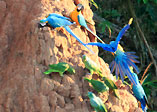 Macaw Clay Lick in Tambopata