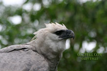 Wallpaper Harpy Eagle